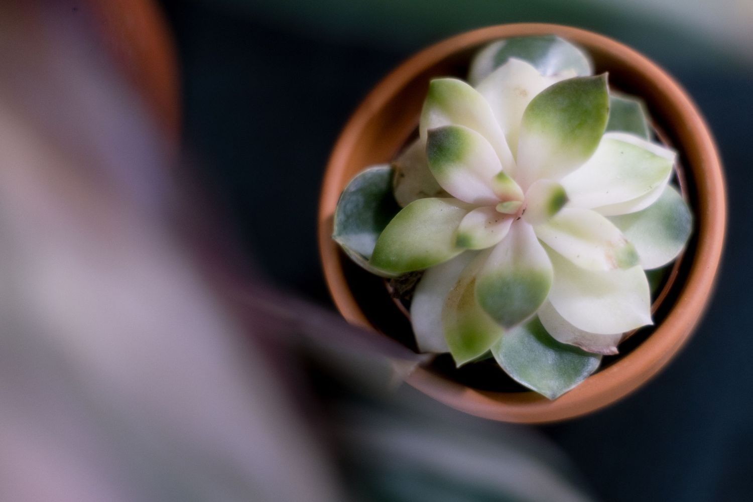 Overhead view of a white and green succulent plant in a terracotta pot against dark background.