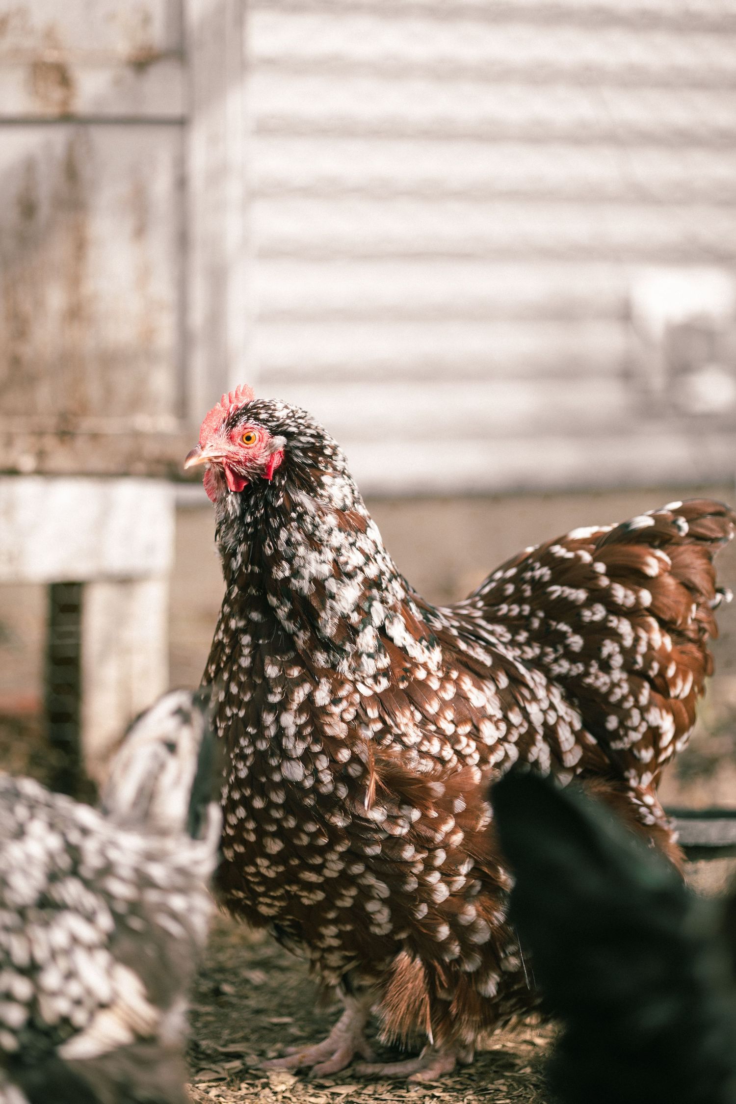 Speckled white and brown chickens walk along a white wall in soft lighting.
