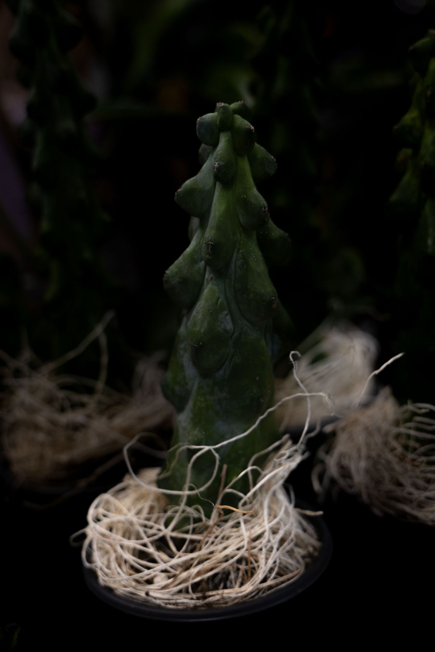 A sequence showing a green leaf gradually dissolving into a delicate nest-like structure against a dark background.