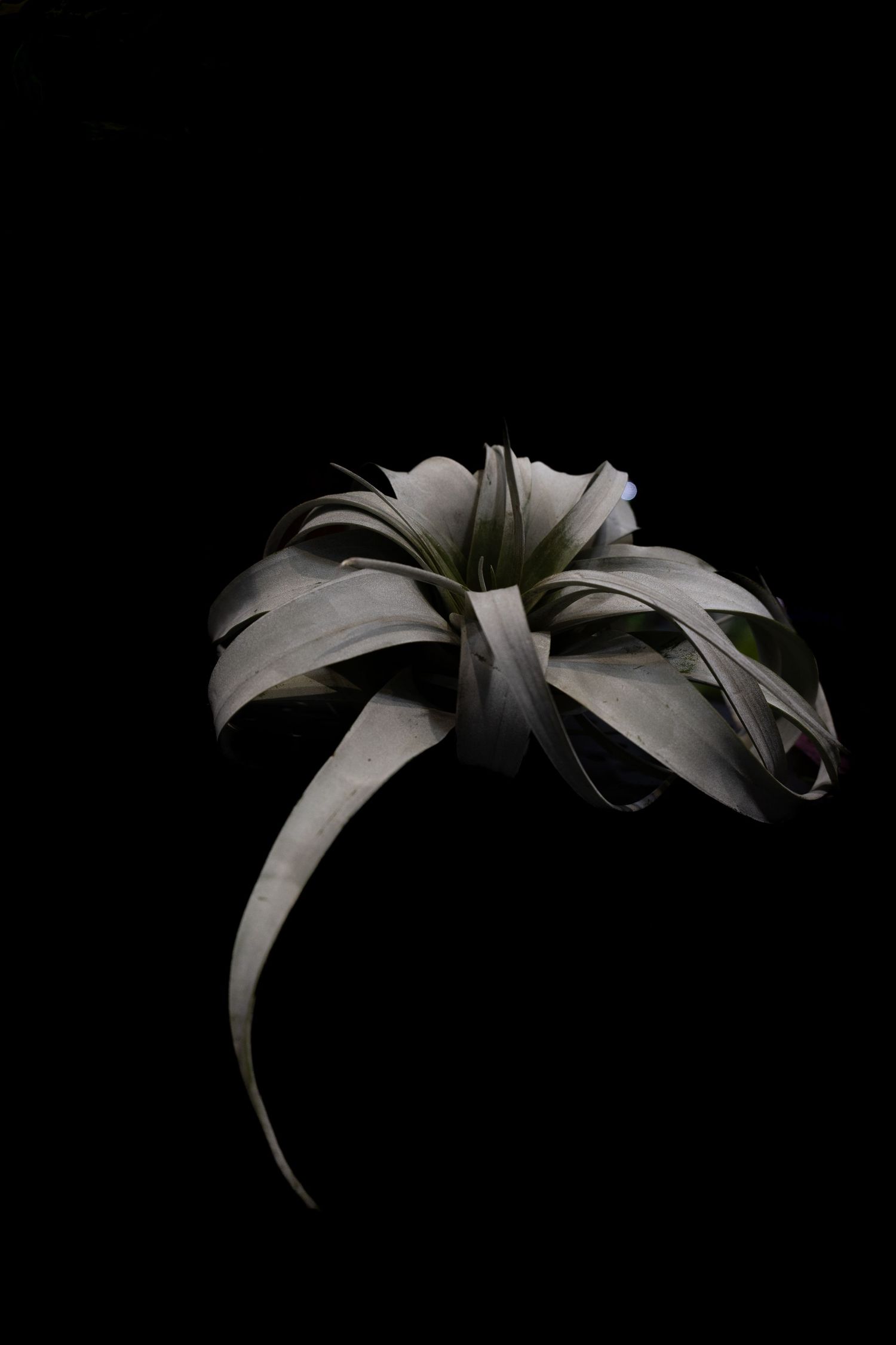 Black and white photograph of a curved succulent plant leaf against a dark background creating dramatic contrast.