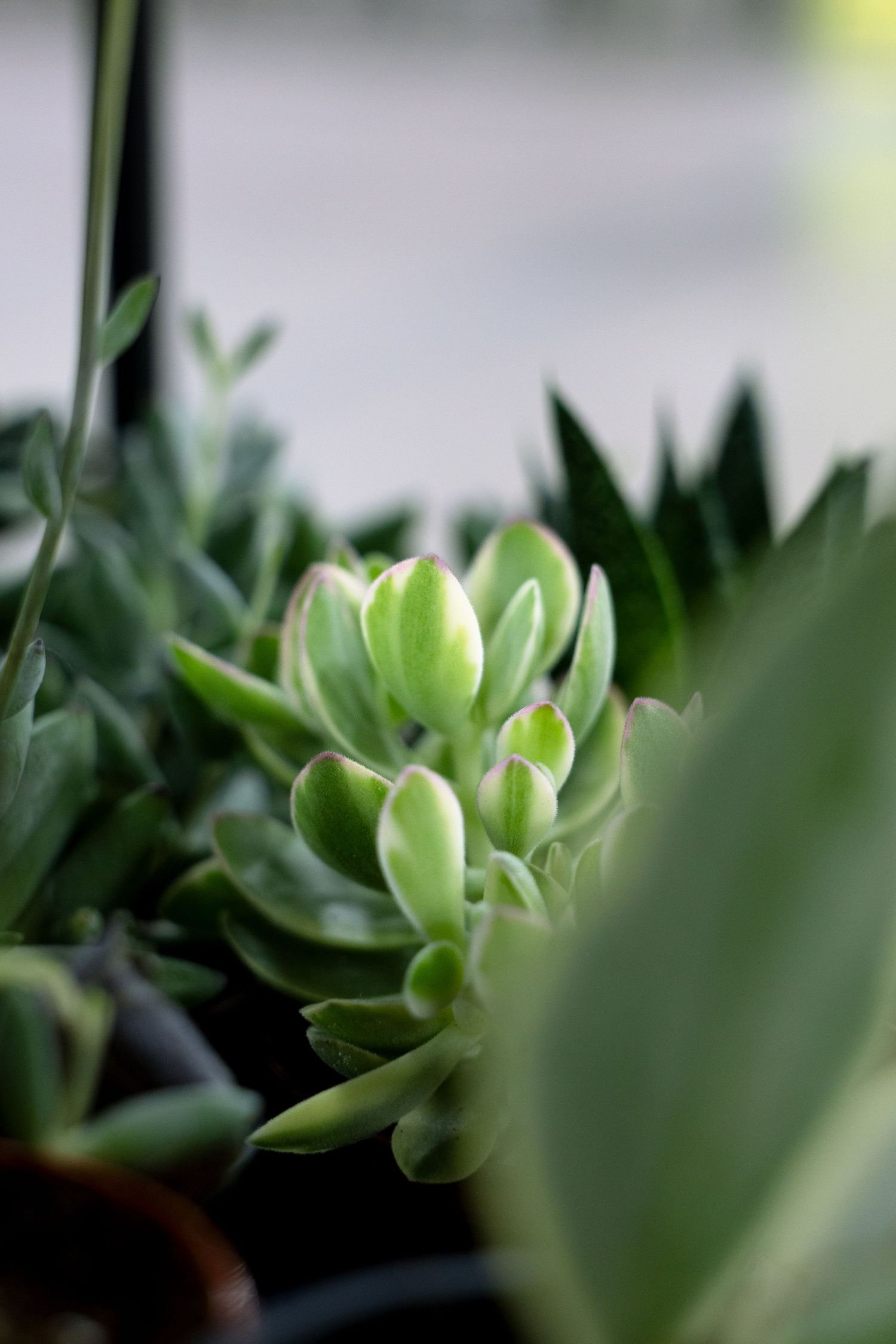 Close-up macro photo of succulent plant leaves showing fresh green growth in soft focus.