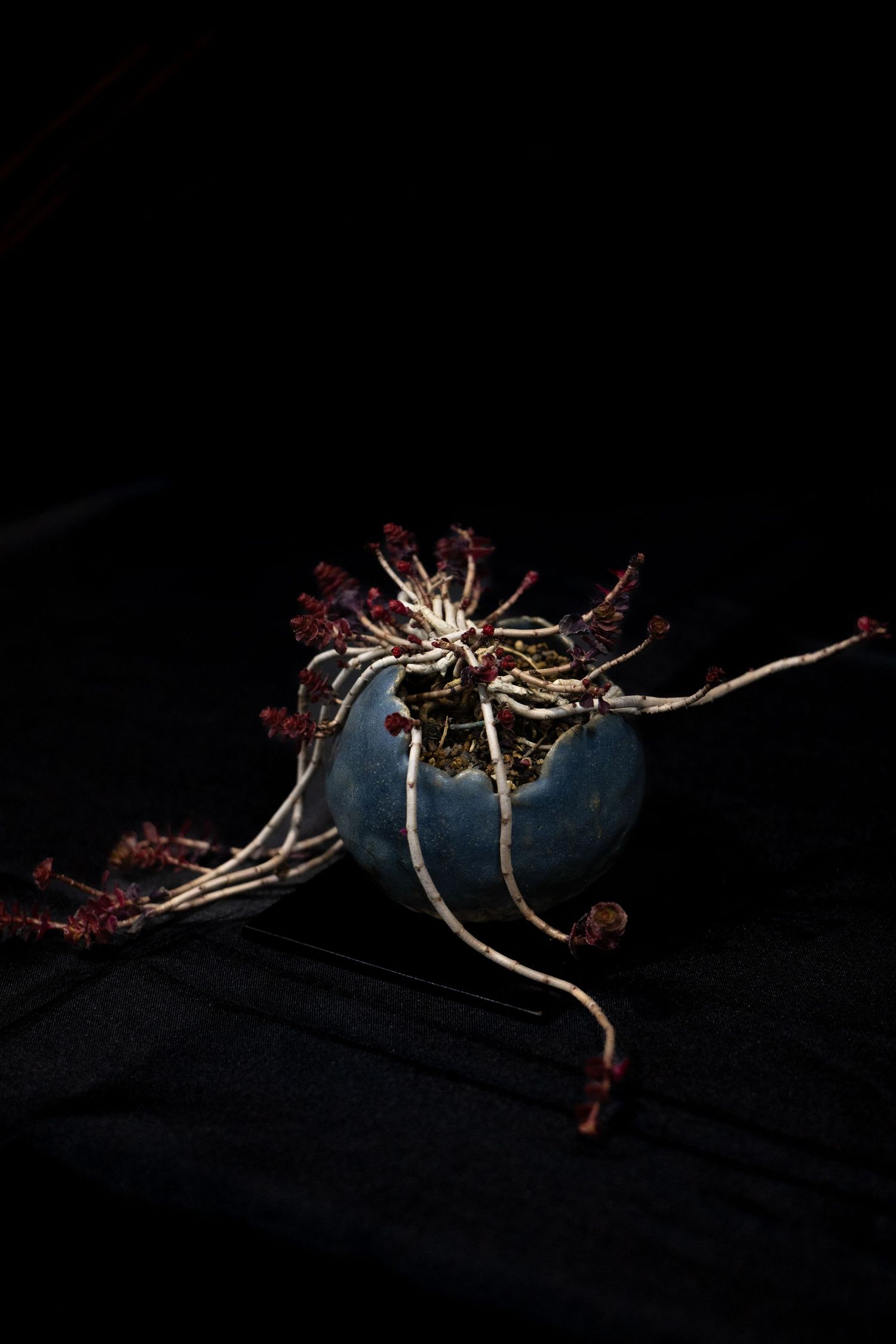 A Japanese bonsai tree with delicate red blossoms against a dark background, photographed in a dramatic low-key style.