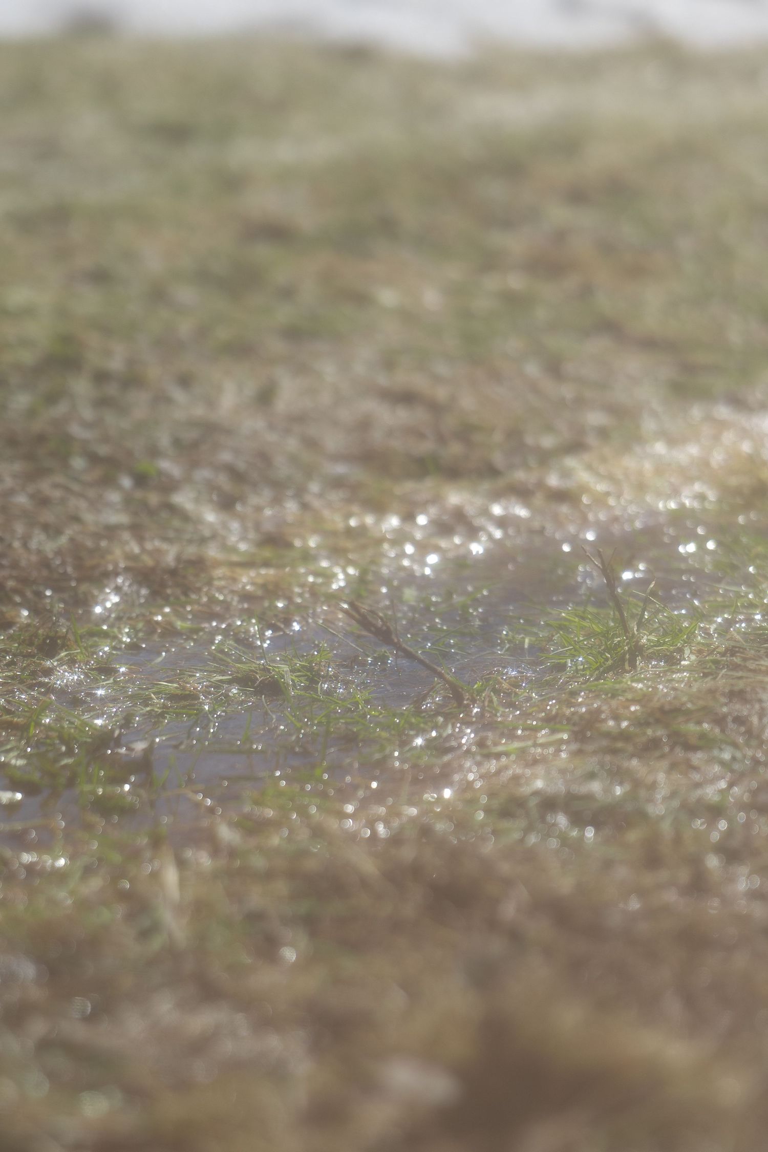 Close-up macro shot of water droplets on grass blades with shallow depth of field creating a dreamy bokeh effect.