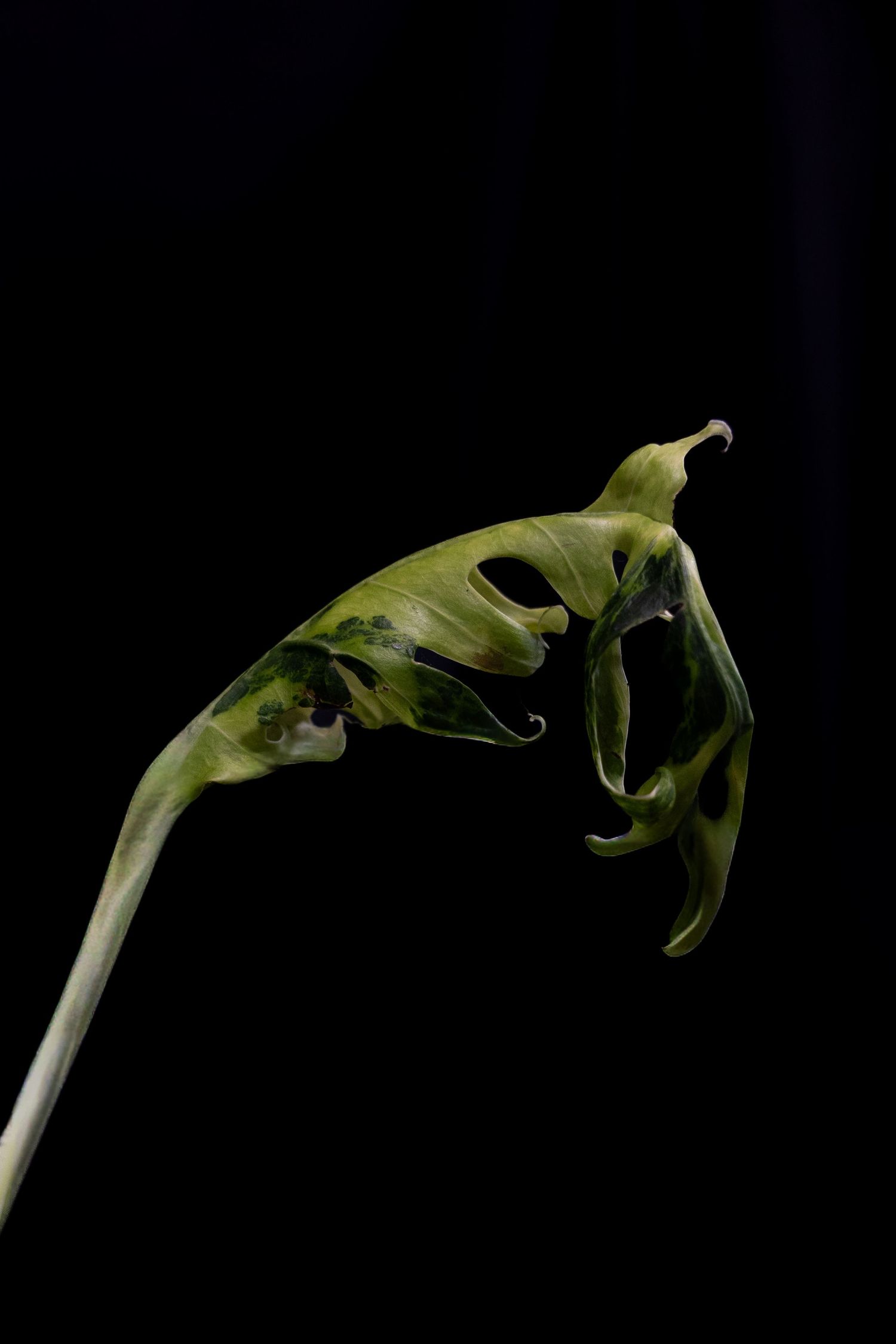 A sequence of green and white curled plant tendrils against a black background showing progressive movement.