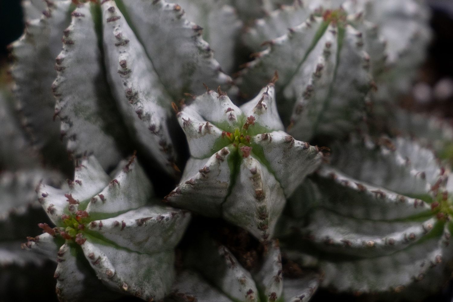 Closeup of water droplets on dark purple ornamental cabbage leaves covered in morning dew.