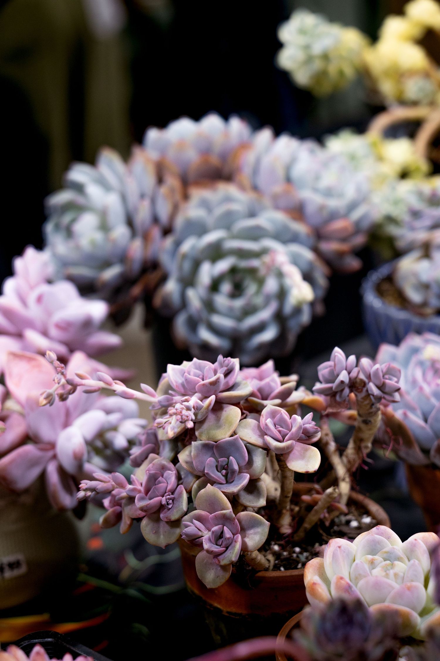 Close-up view of pink and purple succulent plants with delicate rosette formations in small pots.