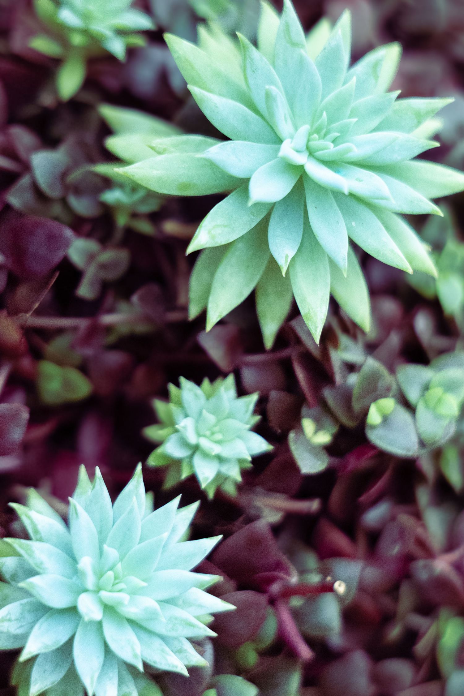 Close-up view of pale green succulent plants with rosette-shaped leaves arranged in a spiral pattern.