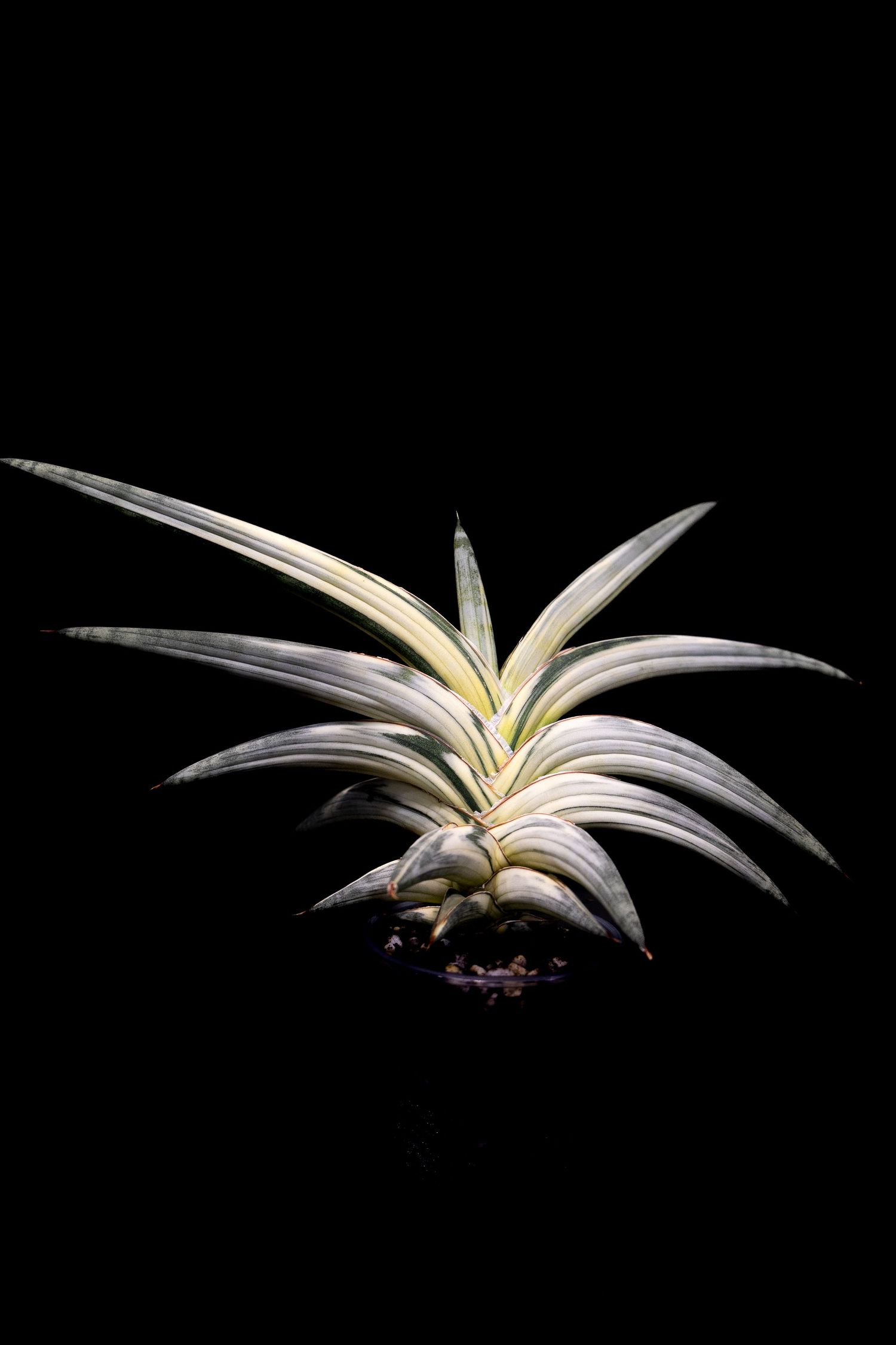 A white tillandsia air plant with long spiky leaves dramatically lit against a black background.