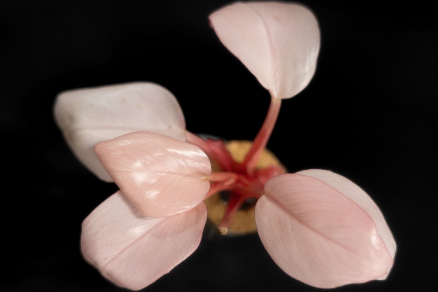A delicate pink begonia flower with four petals photographed against a black background.