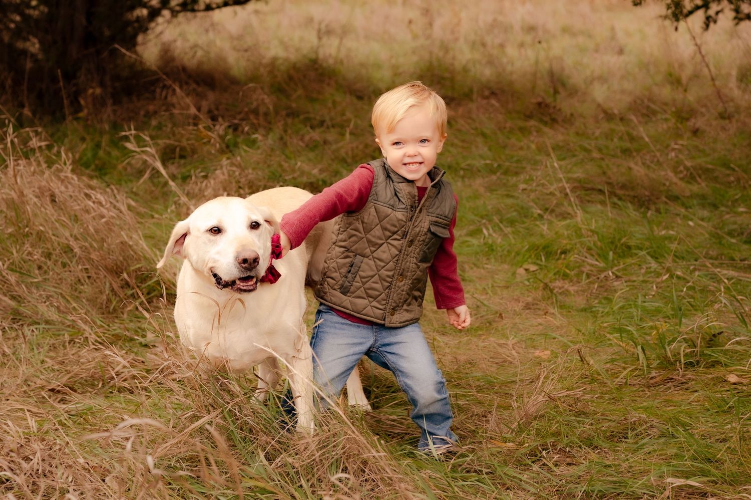 A yellow Labrador retriever dog plays and runs through a grassy field on an autumn day.