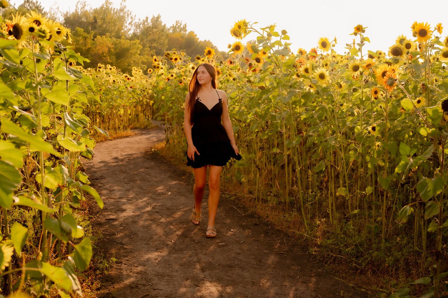 A winding dirt path leads through a vibrant field of tall blooming sunflowers on a sunny summer day.