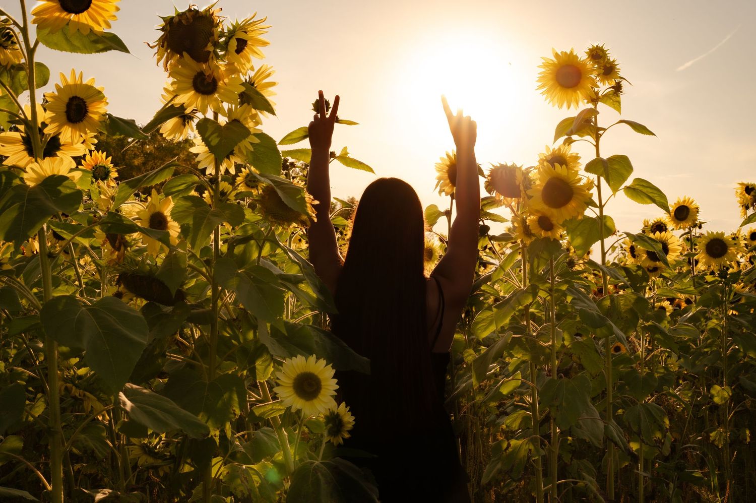 A silhouetted figure stands joyfully among tall sunflowers at sunset with golden light streaming through the petals.