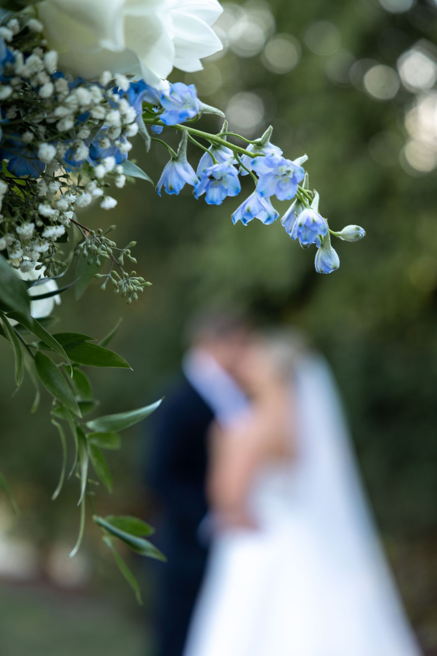 Delicate blue and white flowers in soft focus with blurred background.