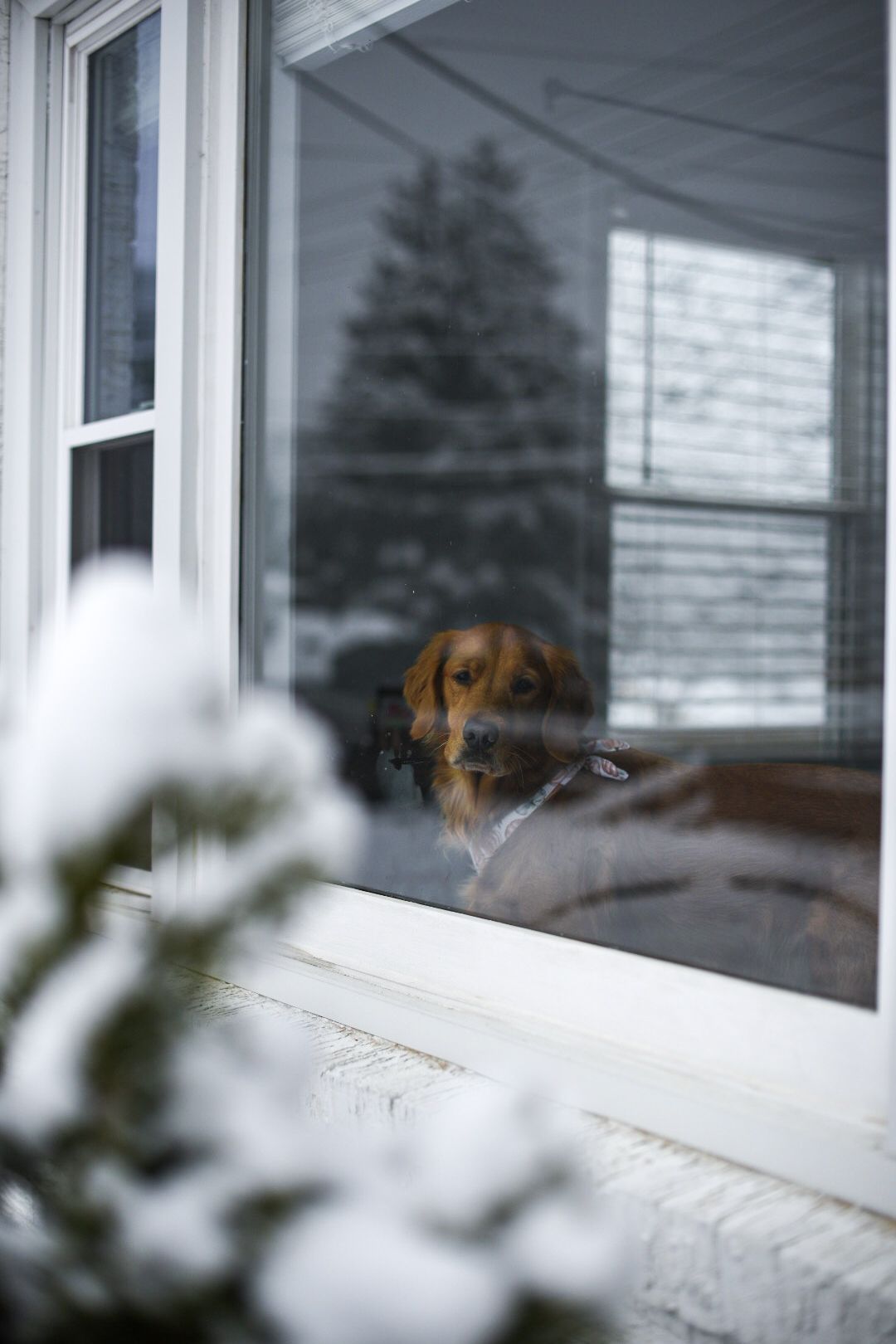 Golden retriever looking out of window at snow