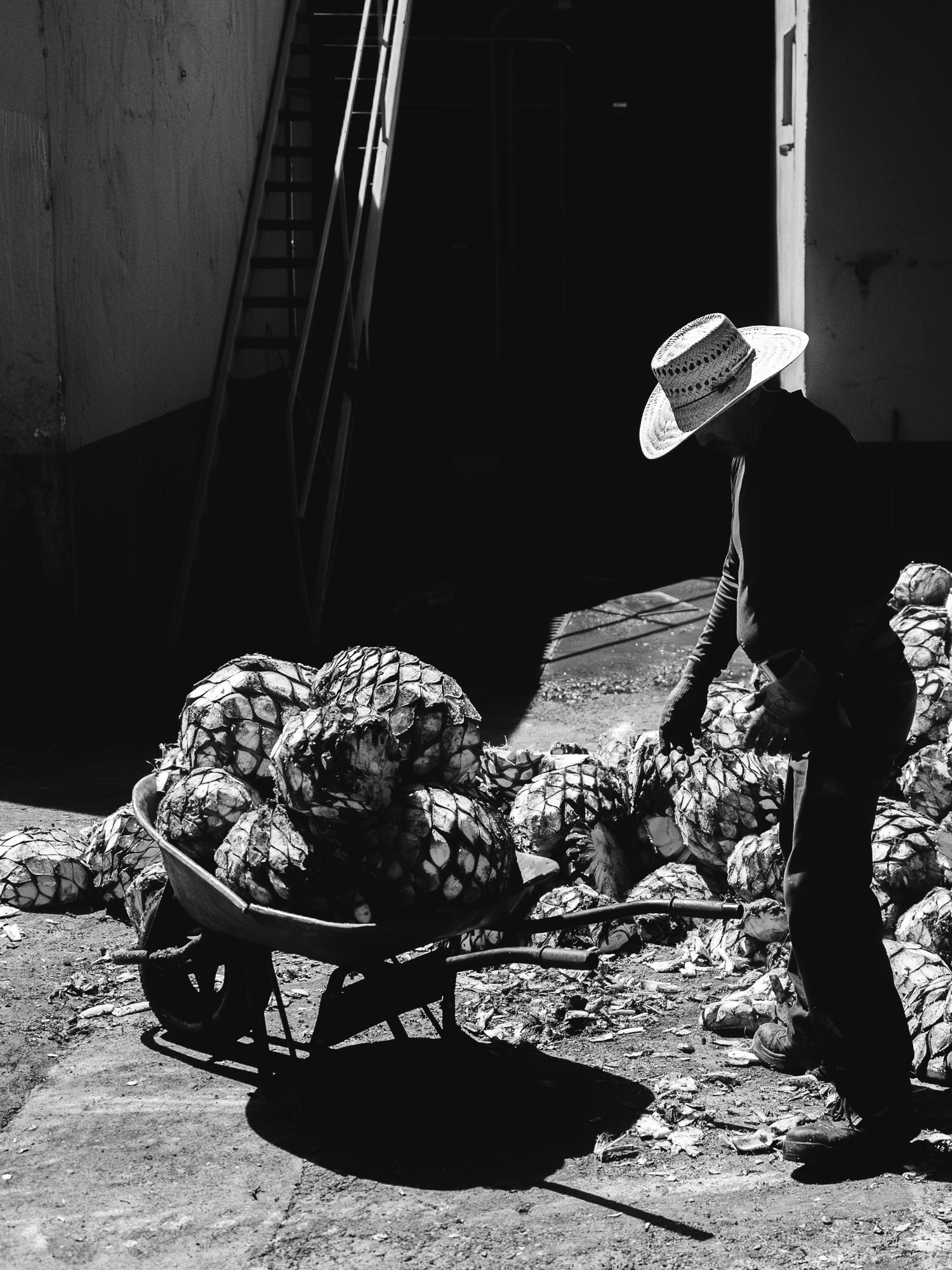 Black and white photo of a worker in a straw hat loading agave pinas into a wheelbarrow at a tequila distillery.