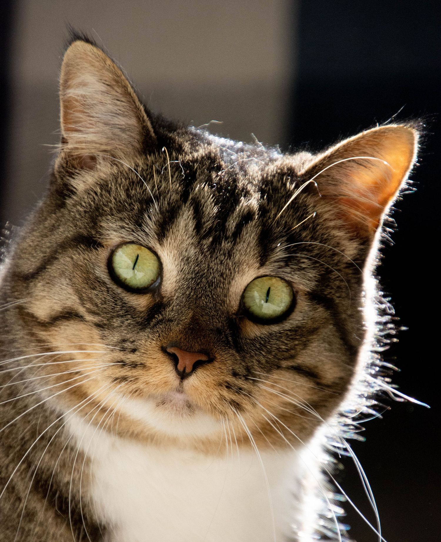 Close-up portrait of a tabby cat with striking green eyes and backlit fur.