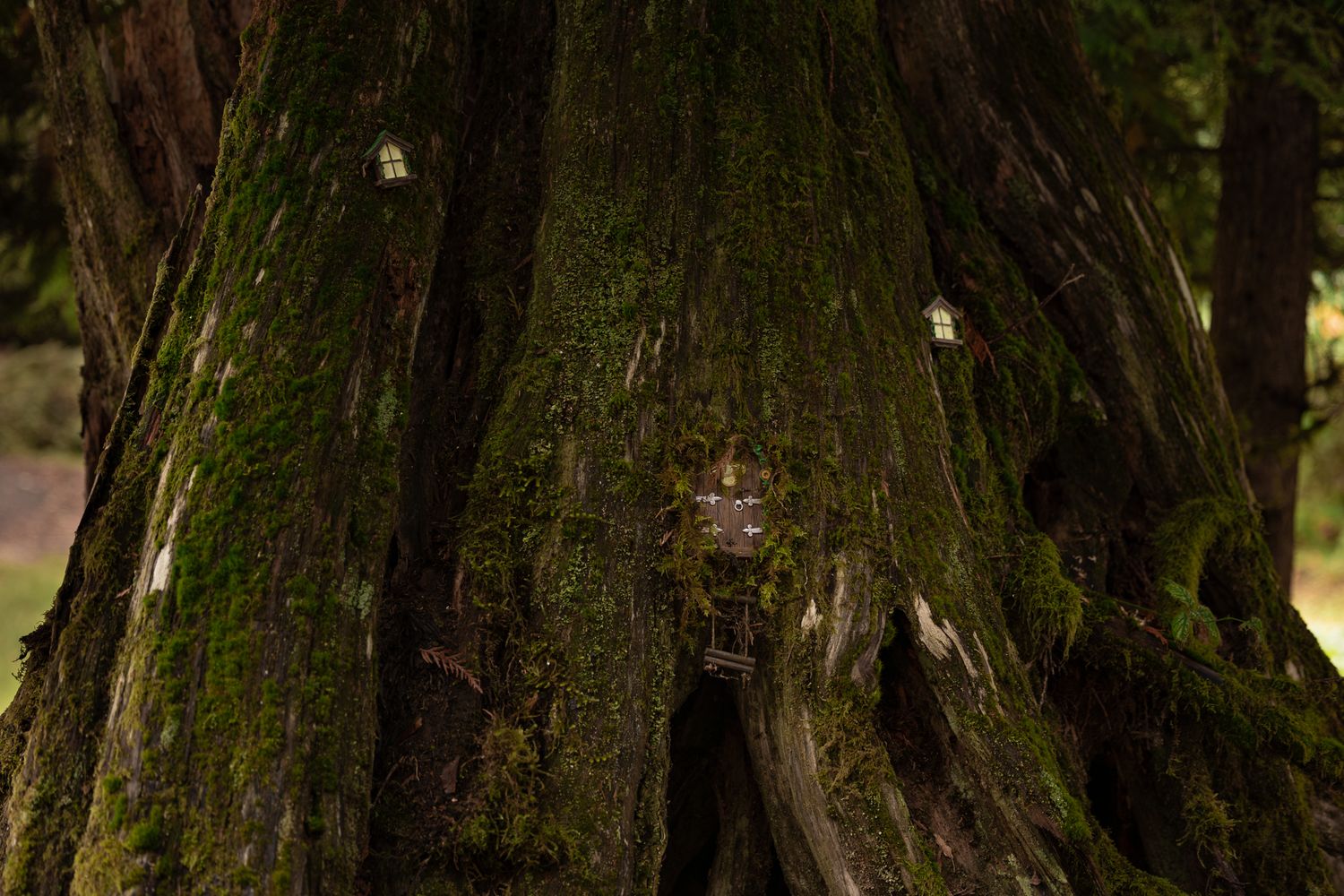 An old growth tree covered with moss is made whimsical with a fairy door at an airbnb wedding venue in Ashford, near Mount Rainier.