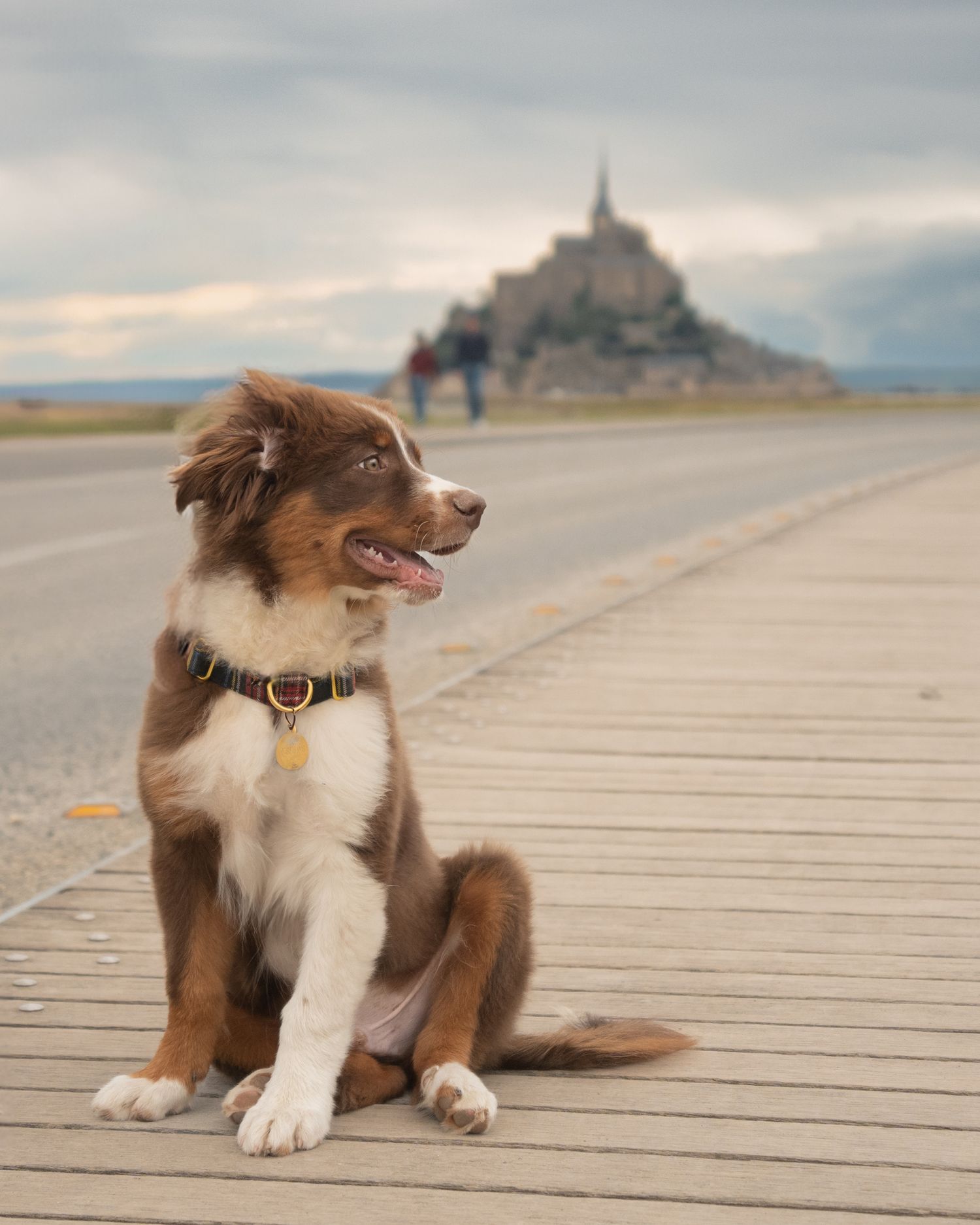 Australian shepherd portrait in front of Mont St-Michel