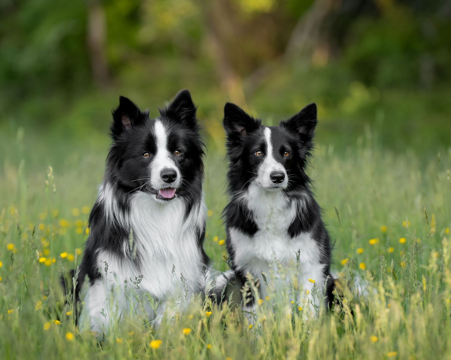 Dog group portrait
