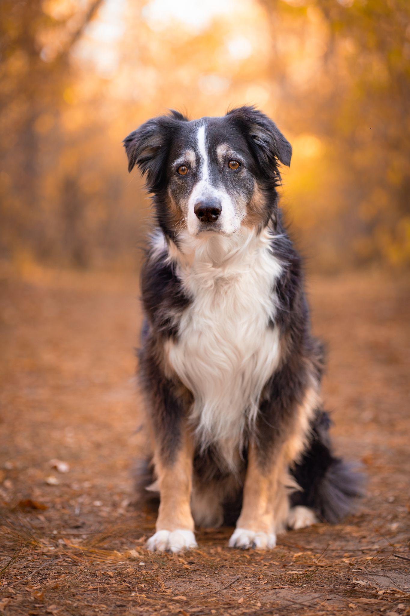 Dog portrait of Australian shepherd in the fall light at golden hour