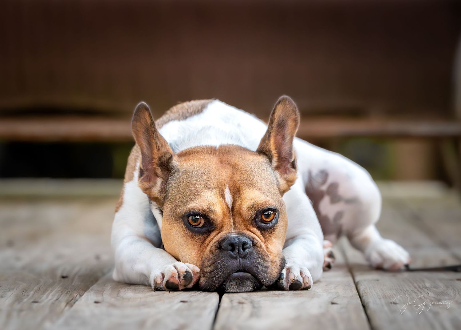 Portrait of a French bulldog