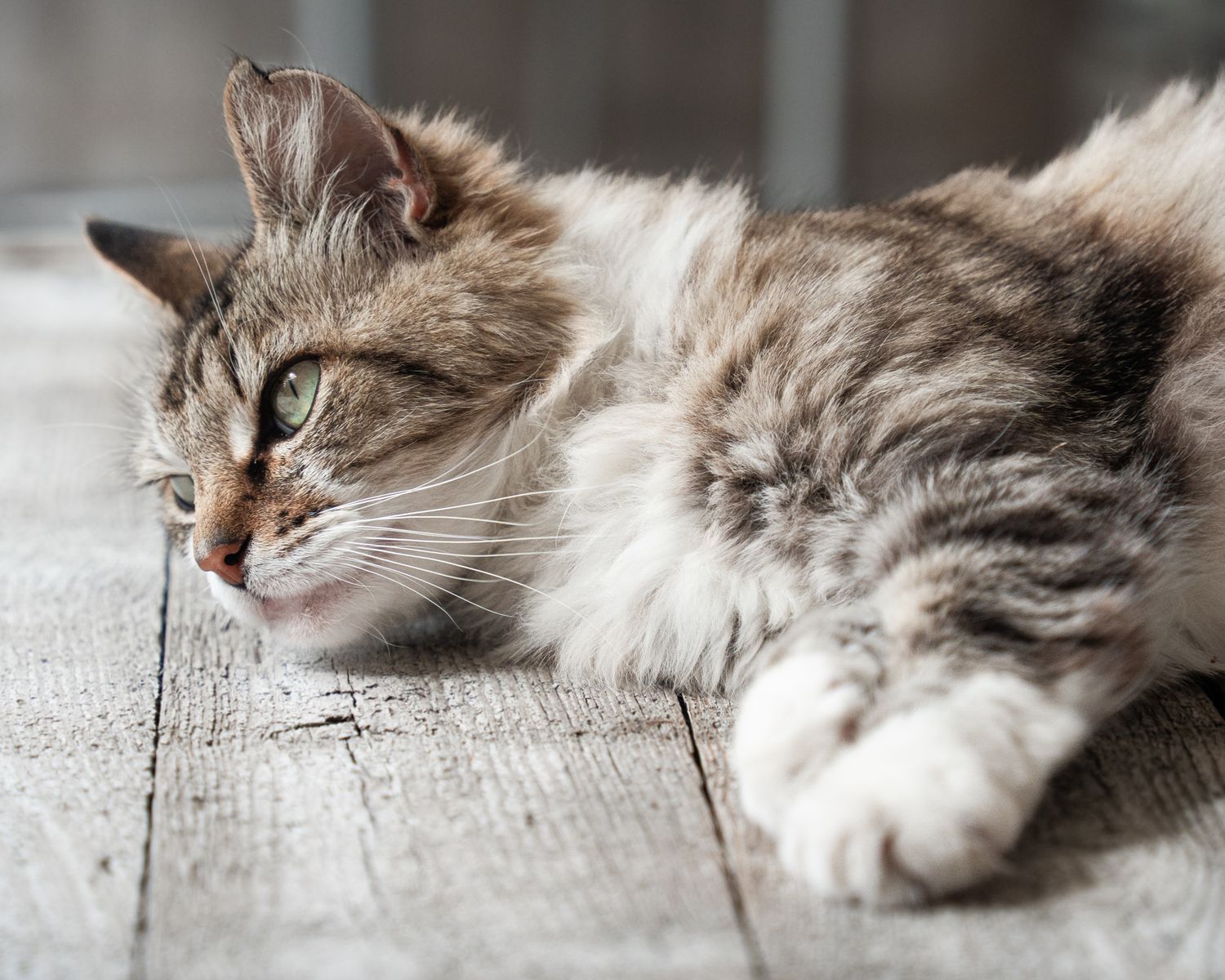 Cat portrait