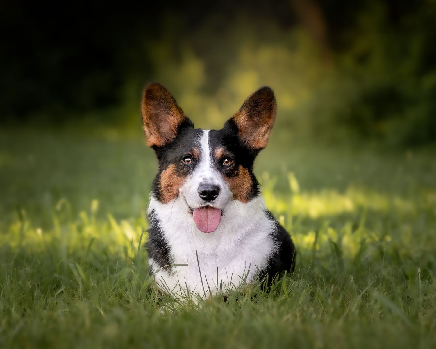 Dog portrait