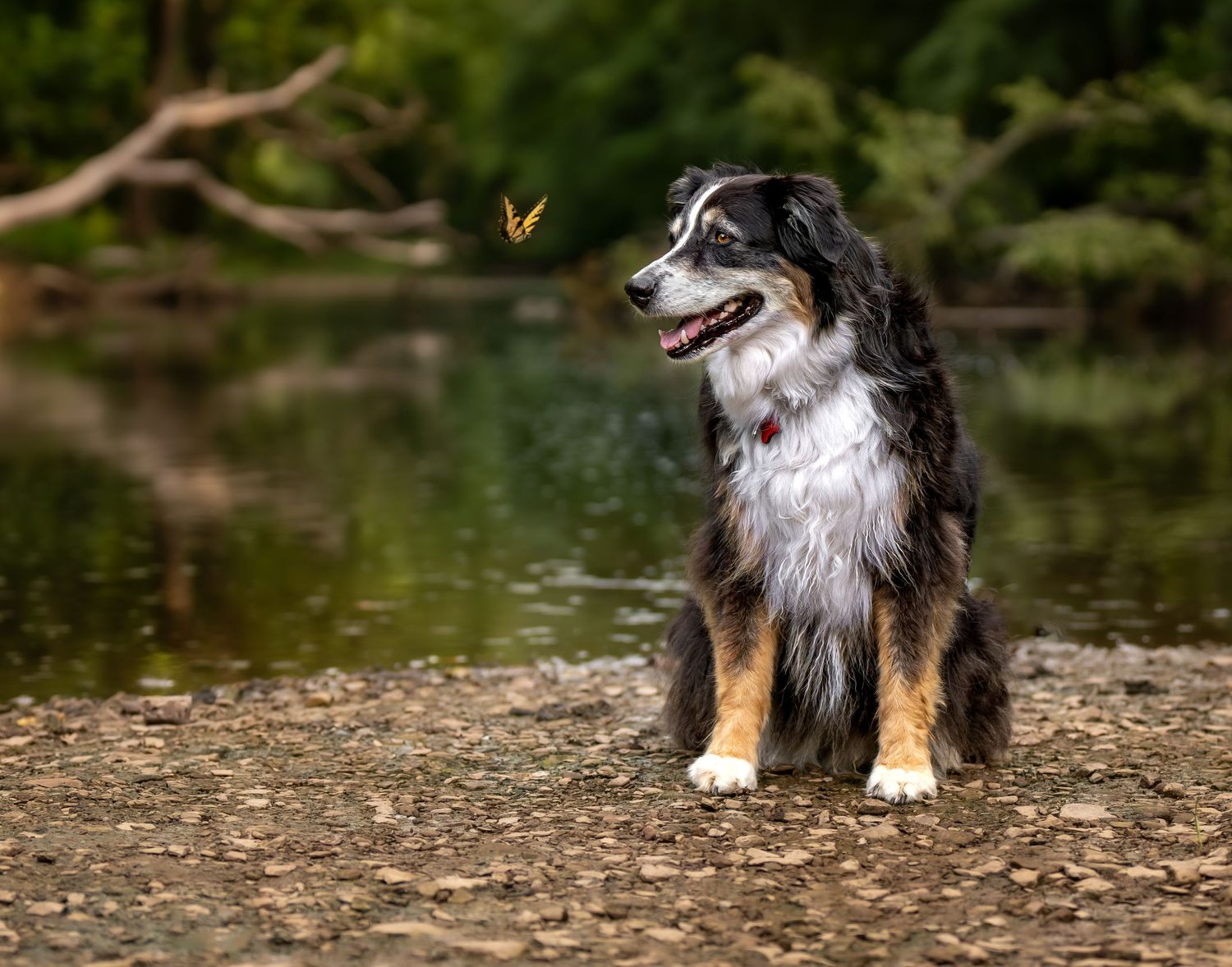 Australian shepherd portrait with butterfly
