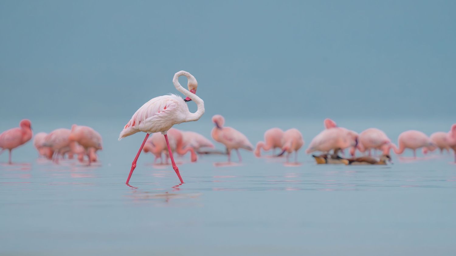 Flamingoes in Kenya, Lake Elementeita