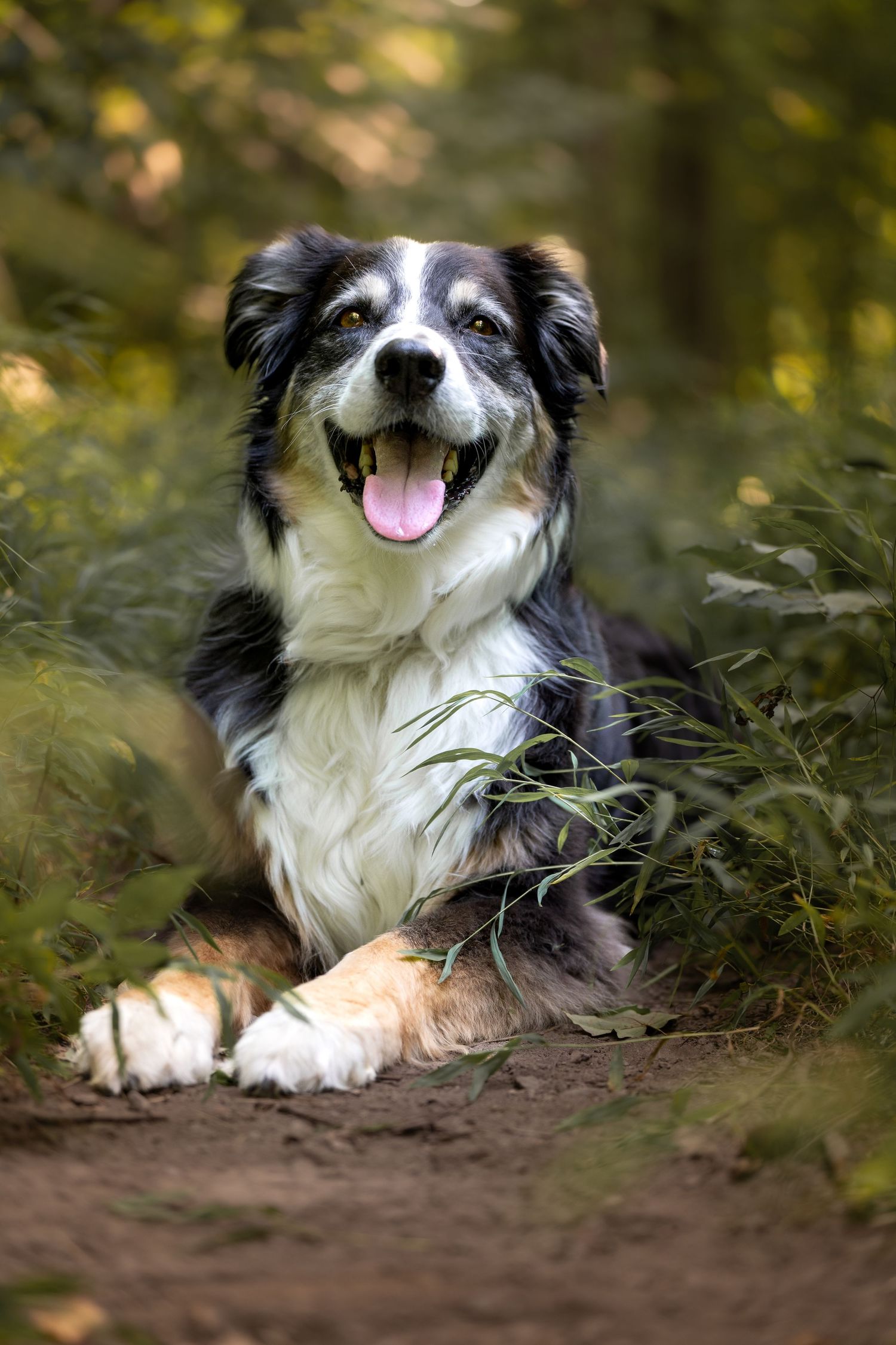 Australian shepherd portrait