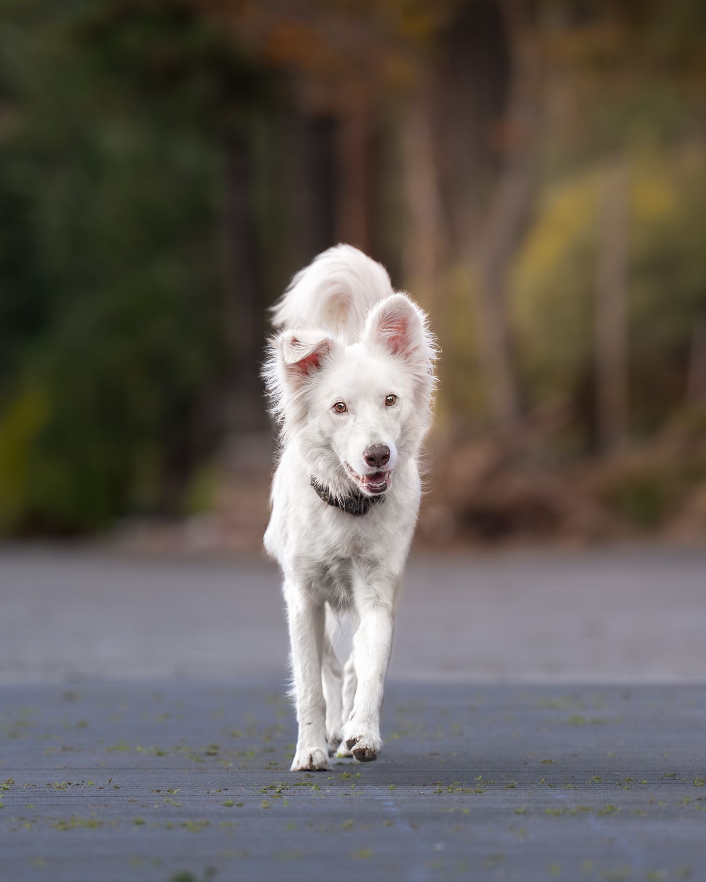 Dog portrait