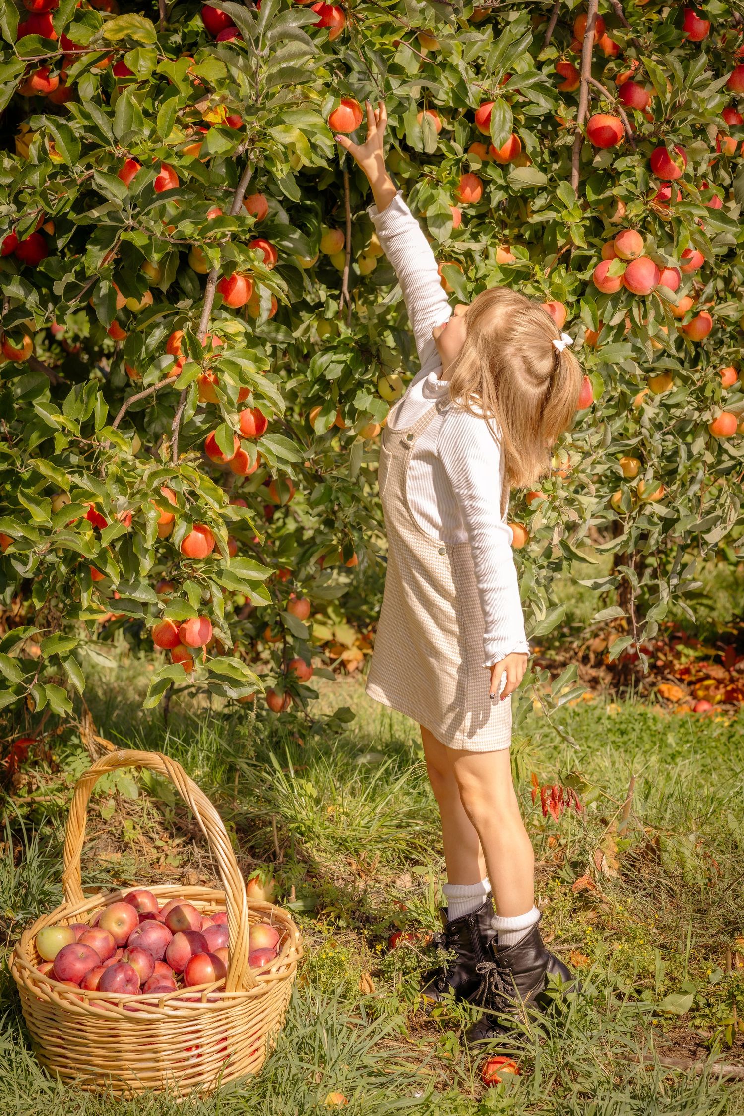 Young girl picking an apple from a tree