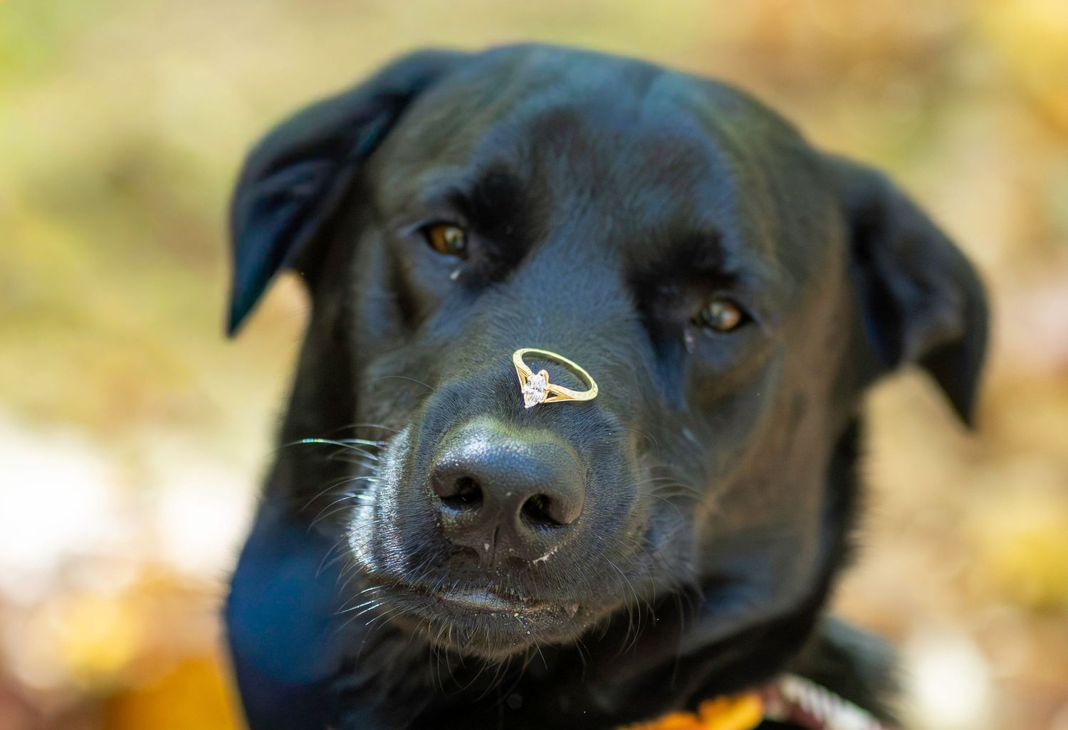 Dog with an engagement ring