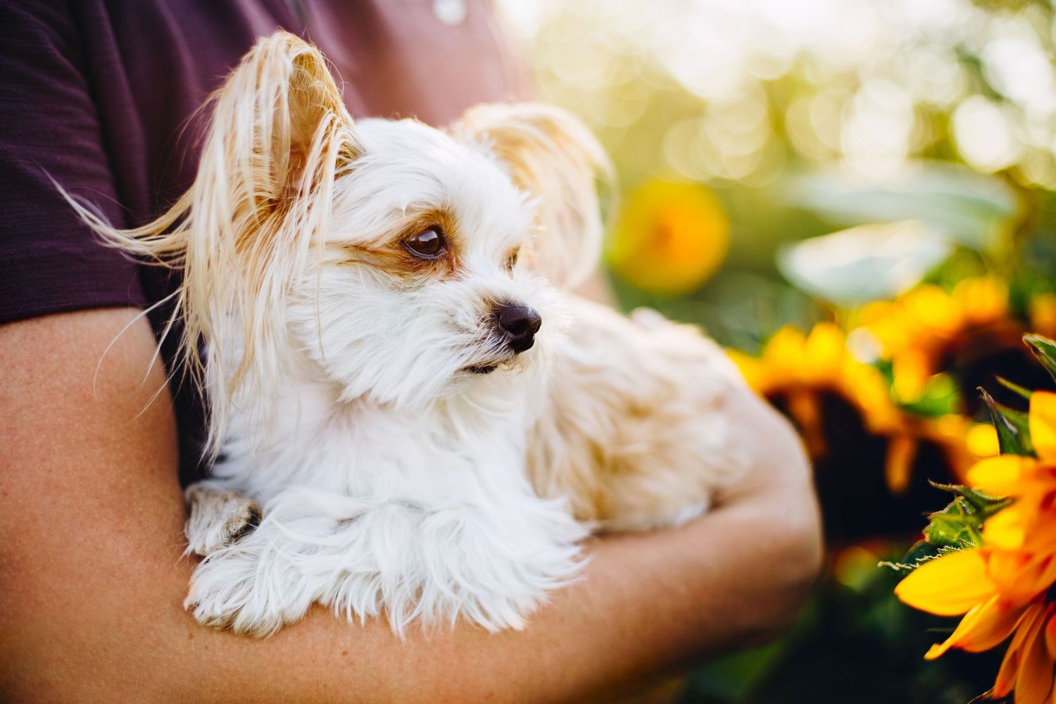 Small Dog portrait at La Belle in Coteau-du-Lac