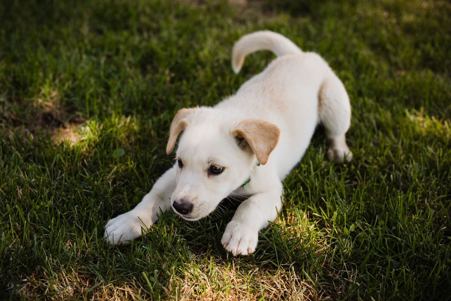 Dog enjoying an outdoor photography session in Ile-Perrot