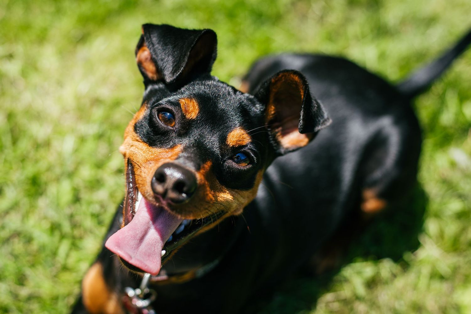 Dog enjoying an outdoor photography session in Les Cèdres