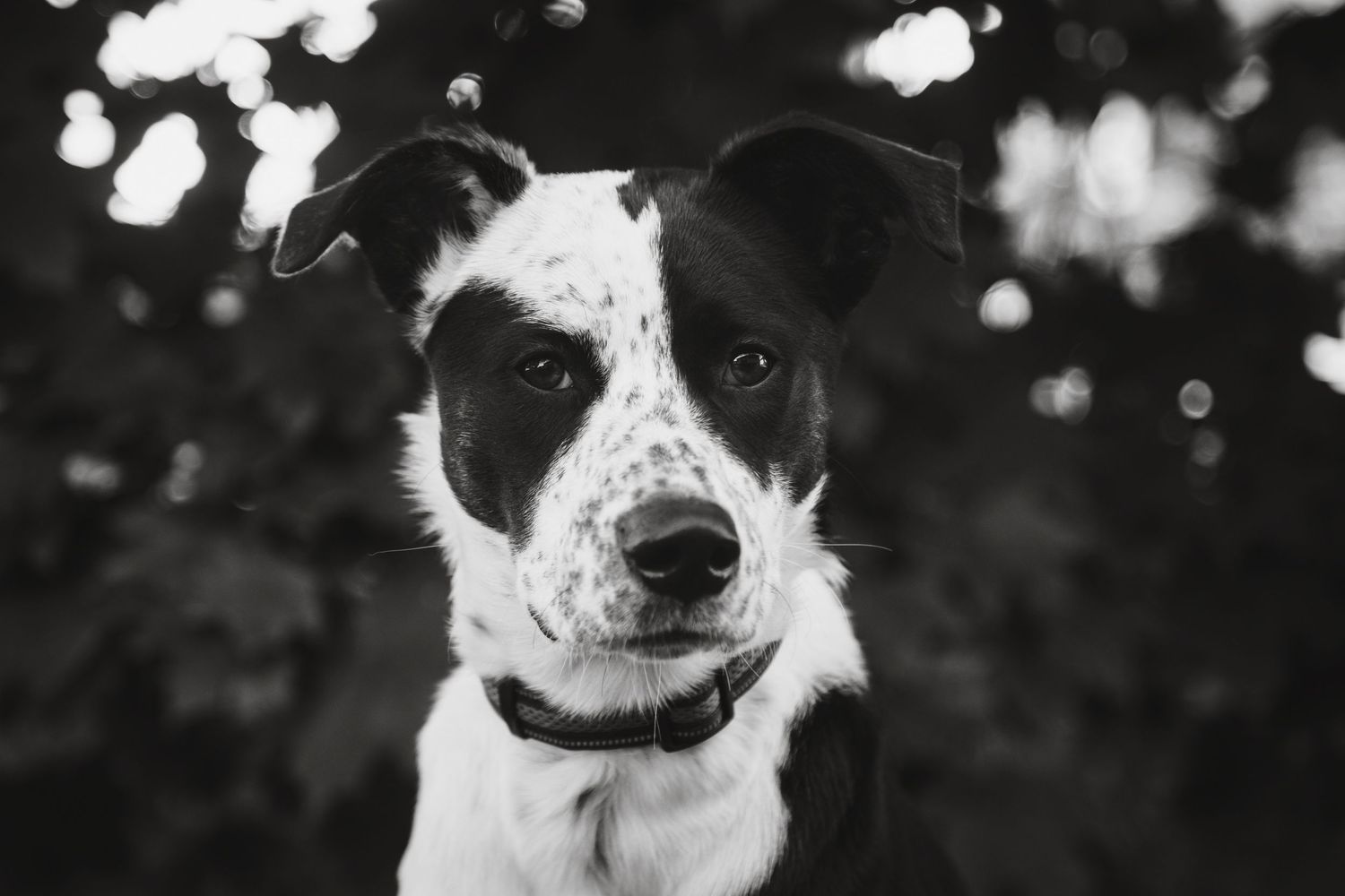 Dog enjoying an outdoor photography session in Ile-Perrot