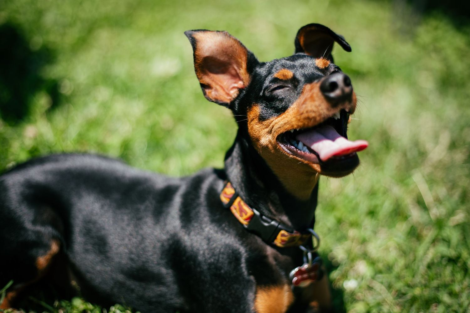 Dog enjoying an outdoor photography session in Les Cèdres
