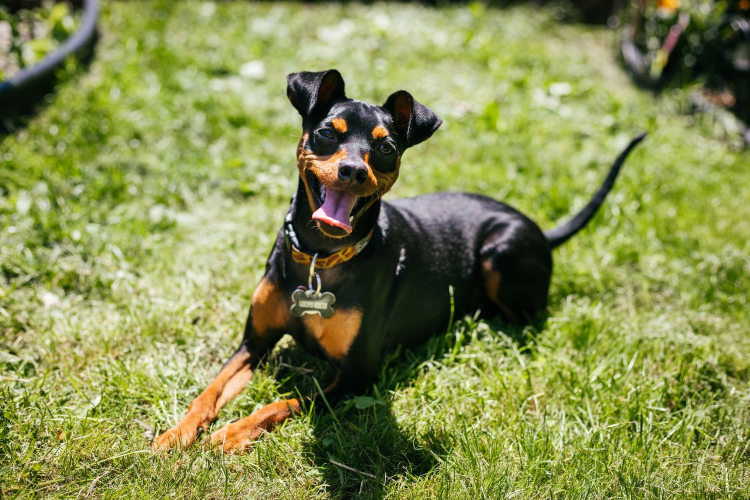Dog enjoying an outdoor photography session in Les Cèdres