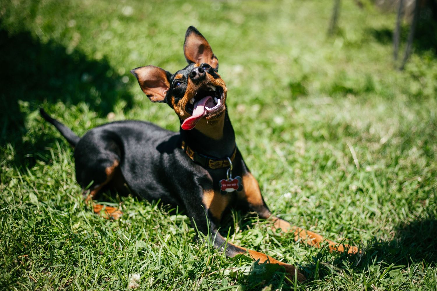 Dog enjoying an outdoor photography session in Les Cèdres