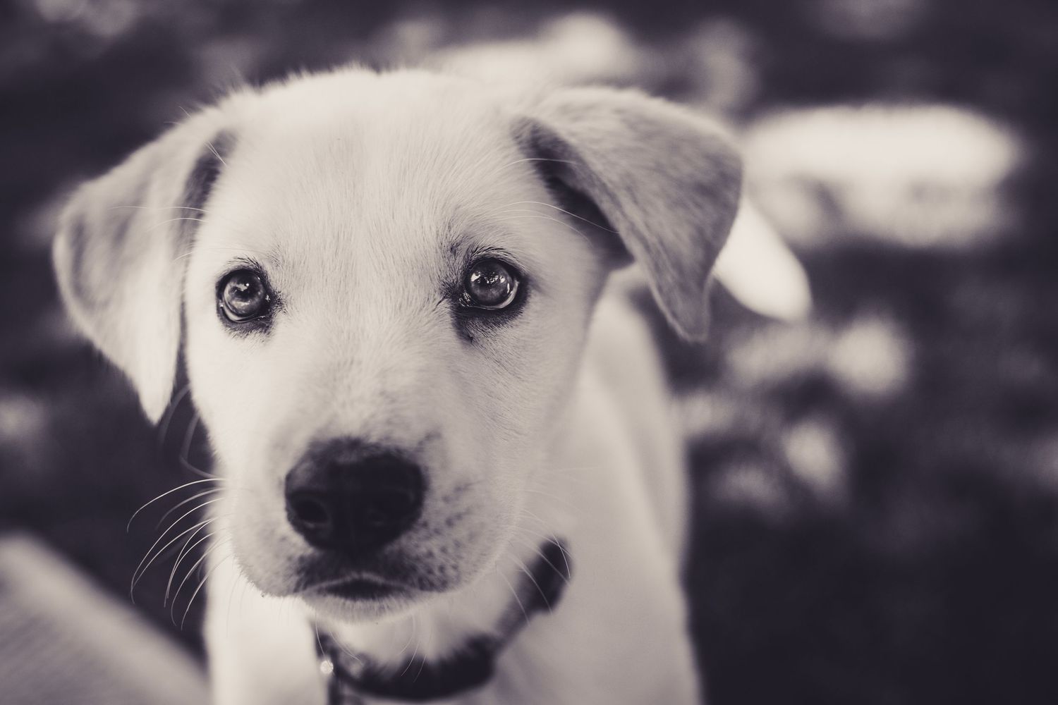 Dog enjoying an outdoor photography session in Ile-Perrot