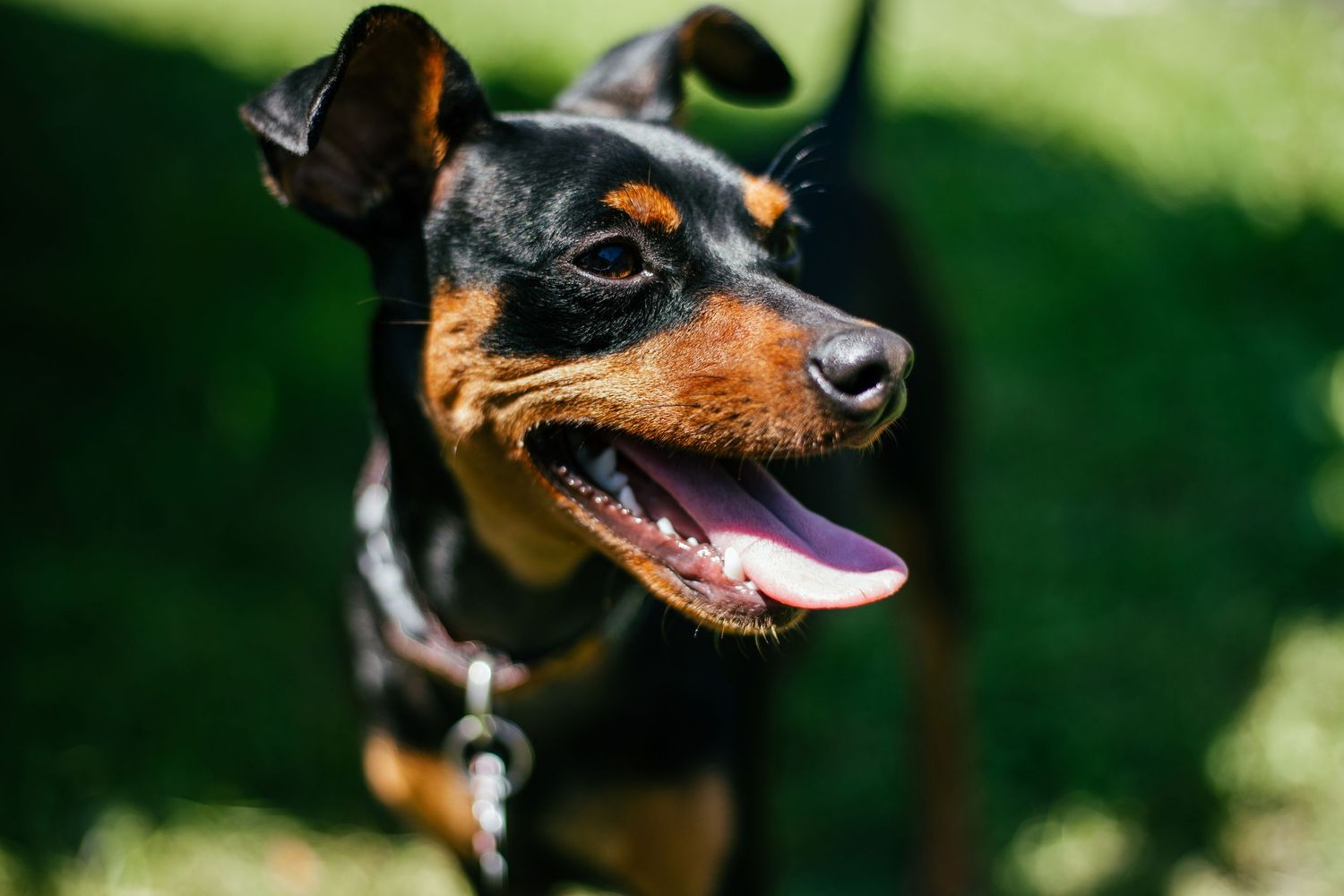 Dog enjoying an outdoor photography session in Les Cèdres