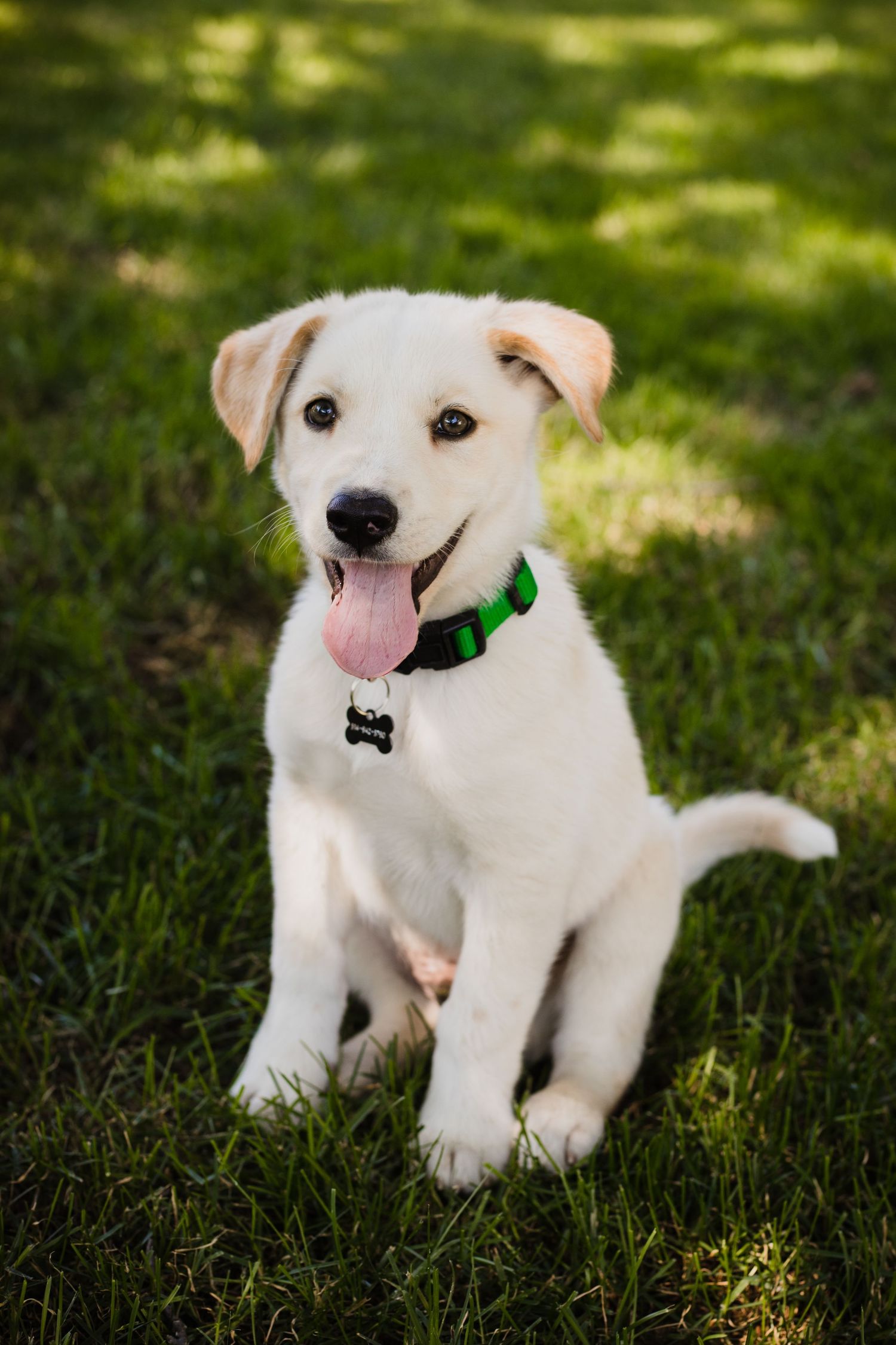 Dog enjoying an outdoor photography session in Ile-Perrot