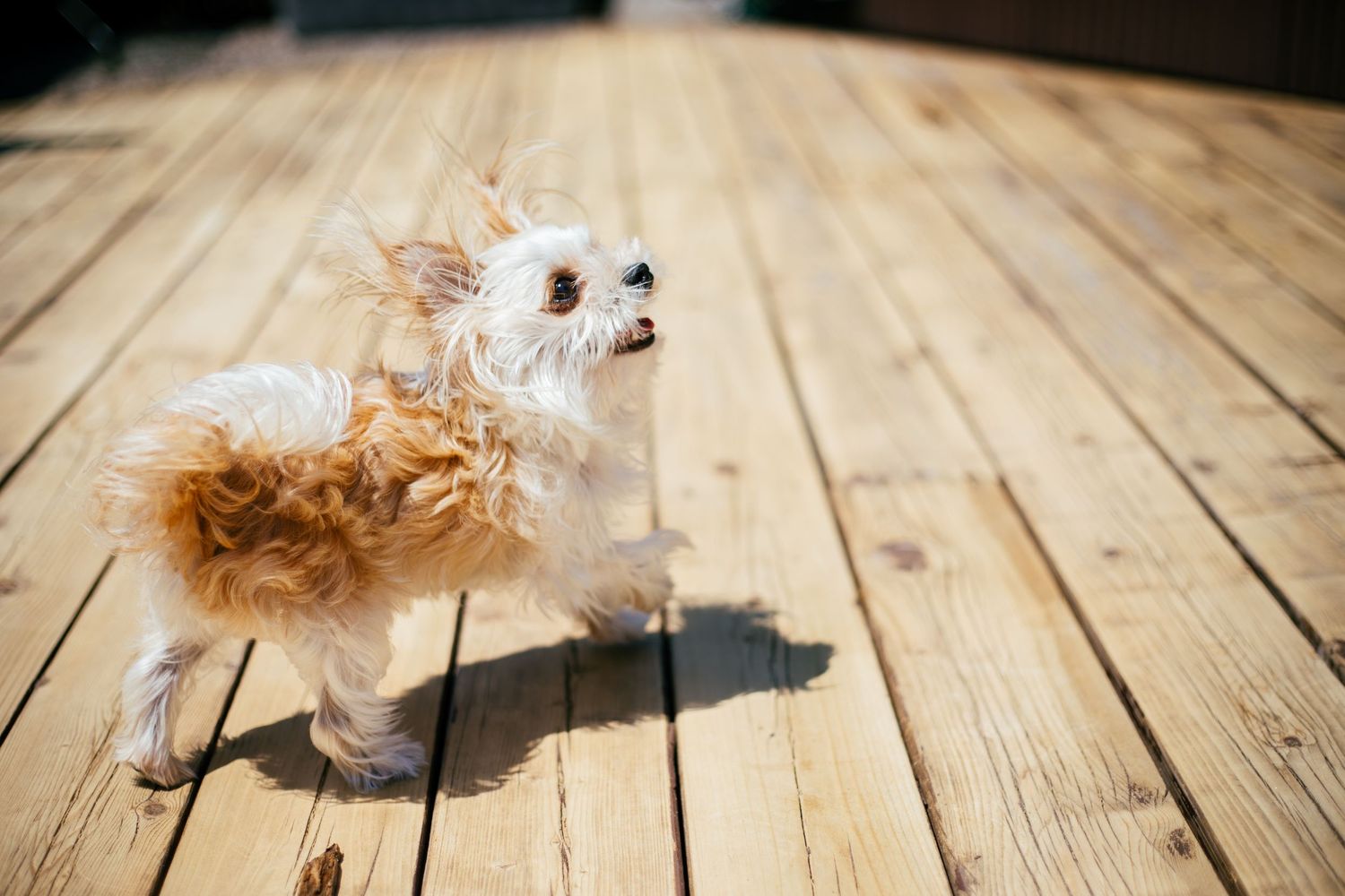 Dog enjoying an outdoor photography session in Ile-Perrot