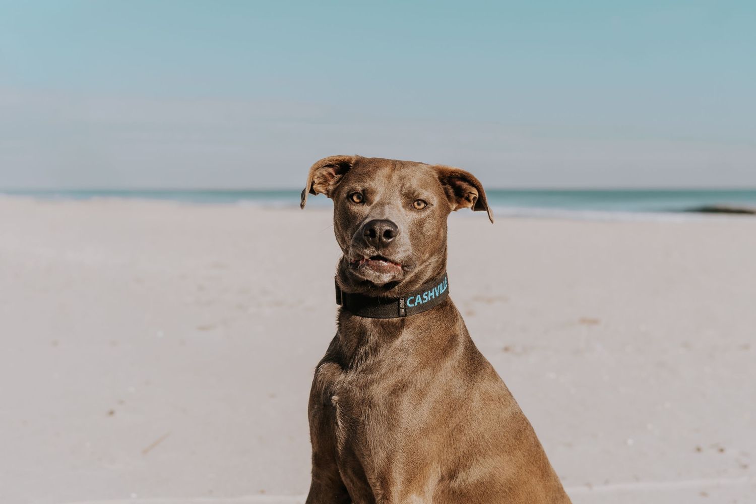 Brown pit bull dog sitting on white sandy beach with blue ocean background.