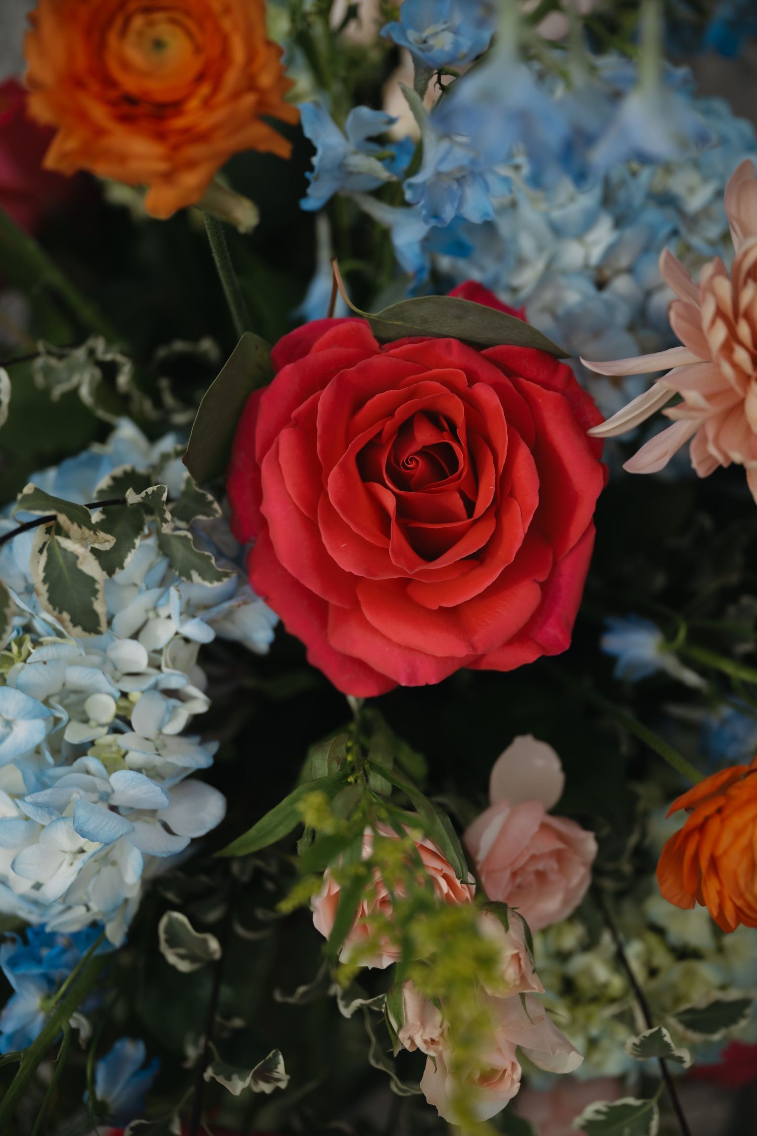 A vibrant floral arrangement featuring a red rose surrounded by blue hydrangeas, orange ranunculus, and pink blooms.