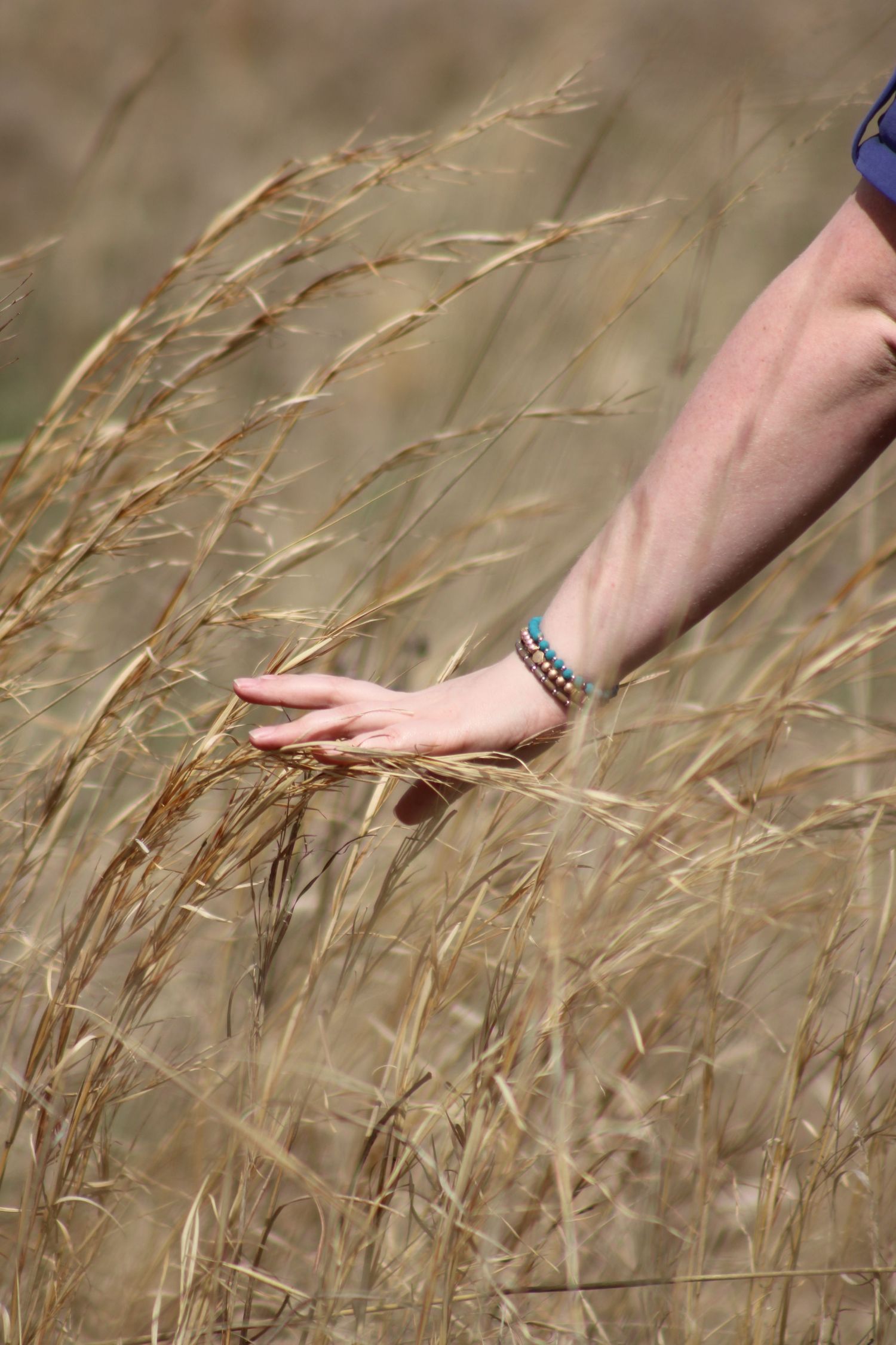Image of a hand swiping through a field of straw for color and effect .