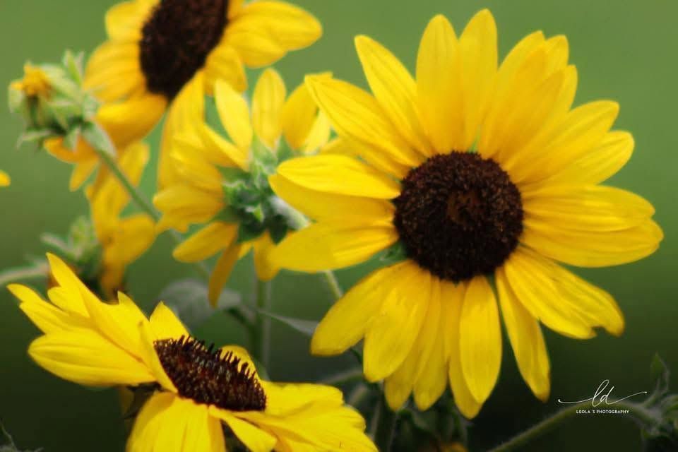 Floral photo.