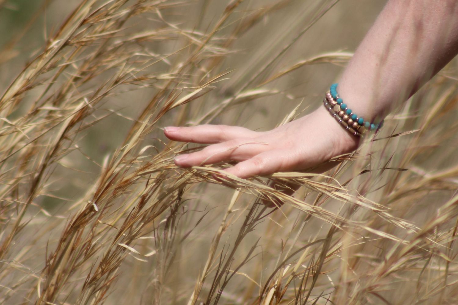 Image of a hand across a hay field for color and effect.