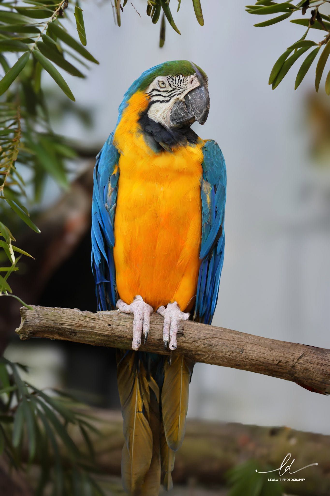 Parrot